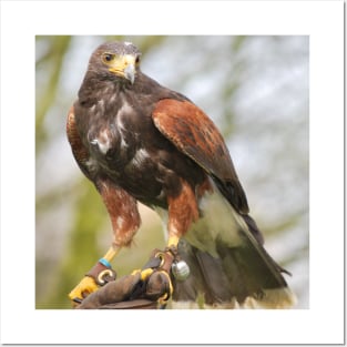 Harris Hawk Posters and Art